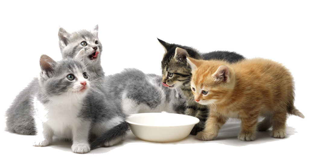 Kittens Eating From Animal Food Bowl