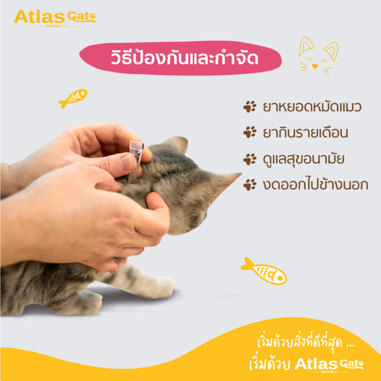 Cat fleas are dangerous, that can cause a risk of dermatitis.