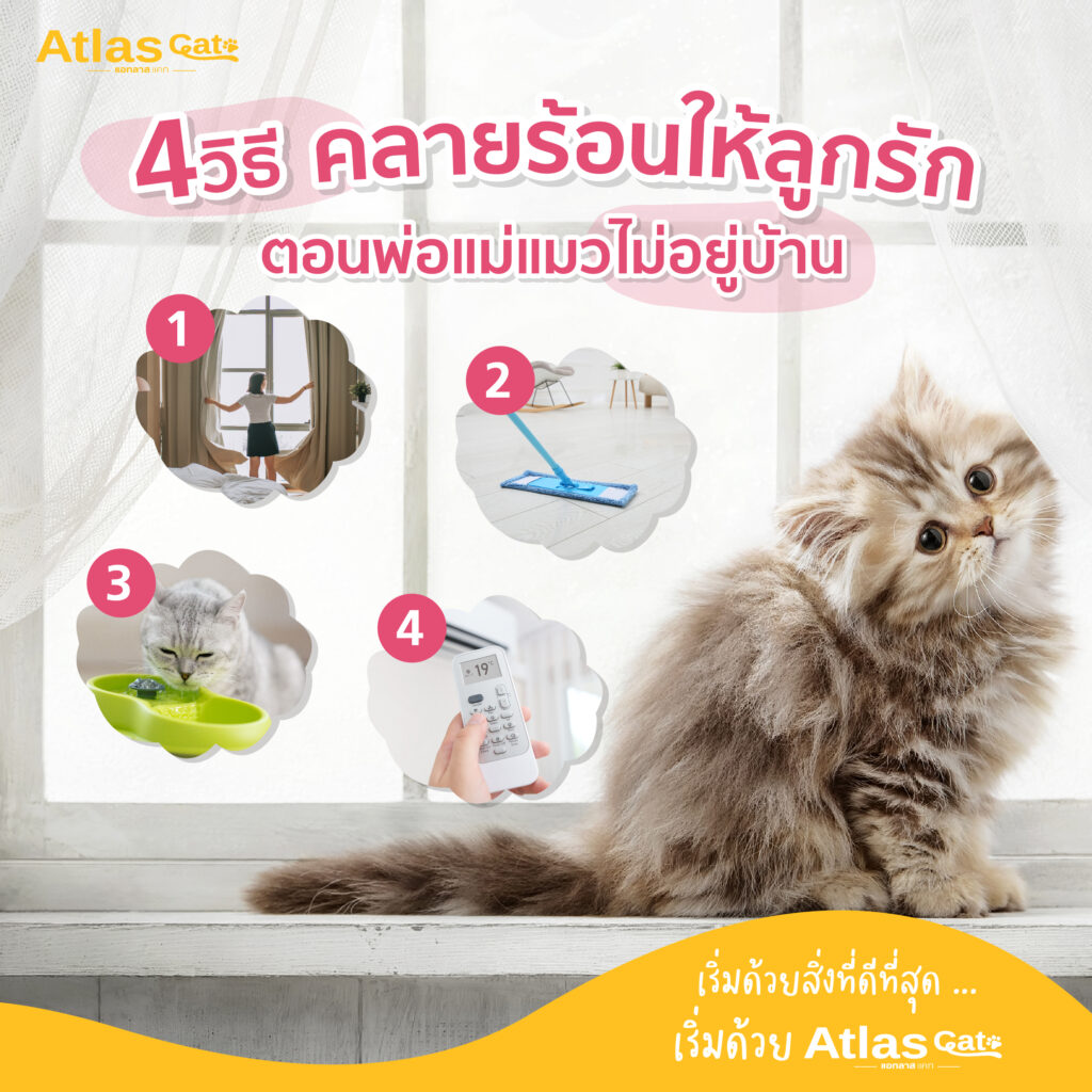 No need to worries when you are leaving your cats at home alone during the summer, we have provided 4 ways to cool down your cats. Make sure to close all the curtain before leaving to prevent sun light from heating up the house. Clean the floor often and clear as many areas as possible. For your cats to have the most comfortable sleeping area during the day. Prepare enough drinking water during the day, as the hotter the weather, the more cats need to drink water. Set the timer for the air conditioner and fans to turn on automatically during the day